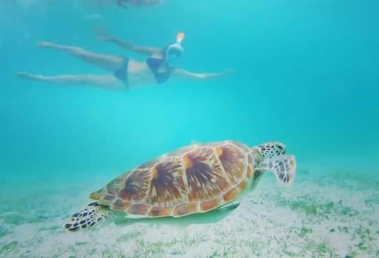 Acuario Beach Inn サン・ヴィチェンテ エクステリア 写真